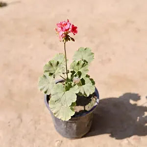 Rare Geranium Flower Seeds for Indoor & Garden Pots
