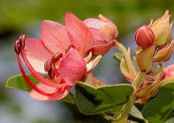 Cassia Marginata Flower Seeds for Planting - 100