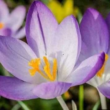 Heirloom Blue Yellow Crocus Flower Seeds – Non-GMO Early Spring Garden Blooms for Planting
