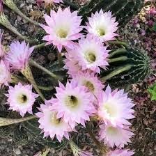 Heirloom Non-GMO Kakteen Flower Seeds – Colorful Cactus Blooms for Garden Planting