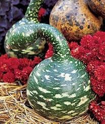 Swan Gourd Lagenaria siceraria seeds for garden planting