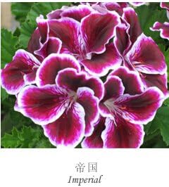 Organic Heirloom Mixed Regal Pelargonium Flower Seeds – Non-GMO Garden Seeds for Planting