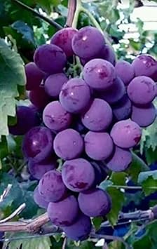 Dark Purple Grapes Fruit Seeds for Planting - Super Sweet Grapes, Unique Flavor, Heirloom Seeds