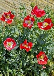 Danish Flower Seeds for Planting 100 -Hierloom Flower Seeds