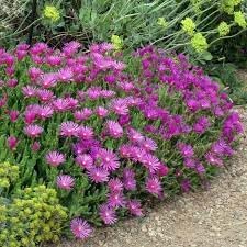 Delosperma Flower Seeds for Planting - 100 pcs