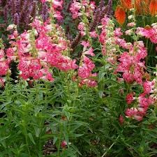 Penstemon Palmeri Flower Seeds – Heirloom Non-GMO Seeds for Drought-Tolerant Garden Planting