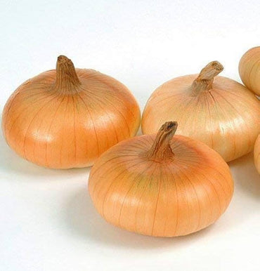 Gold Coin – Onion Seed