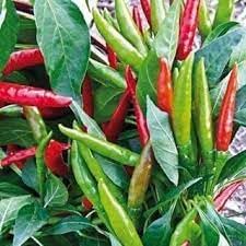 Philippine Hot Pepper Vegetable Seeds for Planting heirloom & Non-GMO Seeds