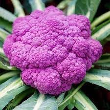Pink Cauliflower Vegetable Seeds for Planting - 100 pcs