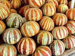 Kajari Melon Fruit Seeds for Growing Sweet and Juicy Melons 100 pcs