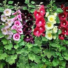 nic Hollyhock Flower Seeds for Planting – Heirloom, Non-GMO