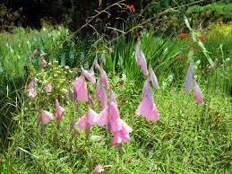 Dierama Flower Seeds Heirloom Non GMO Planting - 100 for planting in home garden