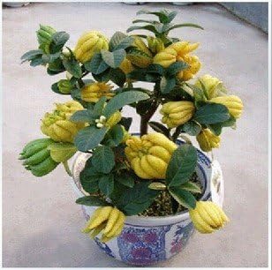 Yellow Finger-Citron Fruit Seeds for Planting -Rare Citrus Trees for Exotic Fruits, Heirloom & GMO Free Seeds