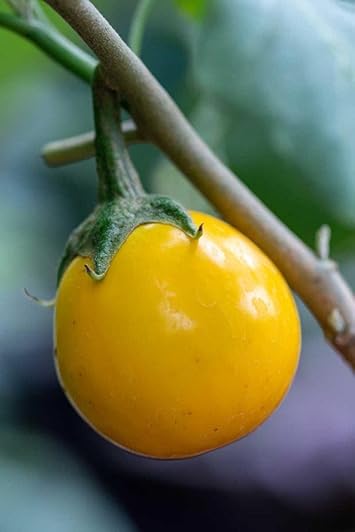 Yellow Eggplant Seeds for Planting - 100 pcs