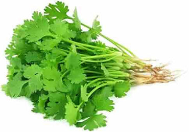 Coriander Kalmi Vegetable Seeds