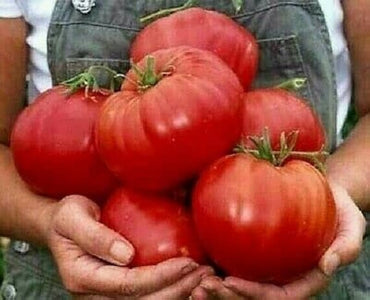 Beefsteak tomato Solanum lycopersicum nutrient-rich giant fruit seeds for planting in kitchen garden or grow bags