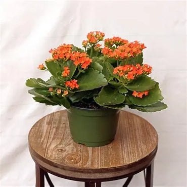 Kalanchoe Magic Mixed Easy Grow Plant Seeds