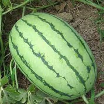 Light Green Watermelon Fruit Seeds for Planting - Refreshing Summer Crops, Heirloom Seeds