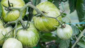 Tomato Seeds for Planting - 100 pcs