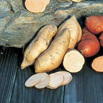 Brown White Sweet Potato Seeds for Planting - Heirloom & Non-GMO Seeds