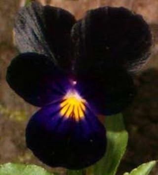 Heirloom Non-GMO Black Viola Flower Seeds for Planting – Unique Dark Blooming Flower Seeds