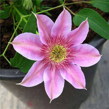 Clematis flower Clematis spp. seeds for planting in vertical garden walls or garden trellises