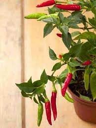 Chilli Vegetable Seeds for Planting - 100 pcs