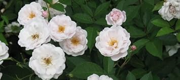 Heirloom Non-GMO Polyantha Rose Flower Seeds for Garden Planting – Elegant Blooms