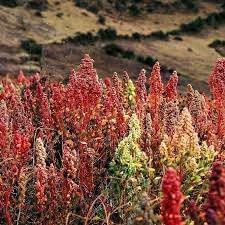 Heirloom Non-GMO Quinoa Flower Seeds for Planting – Edible Blooms and Grain for Home Gardens