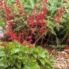 Heirloom Non-GMO Coral Bells Flower Seeds for Planting – Colorful Foliage and Blooms for Shade Gardens