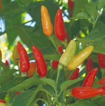 Tabasco Pepper seeds – 2018 heirloom hot chili for spicy gardens