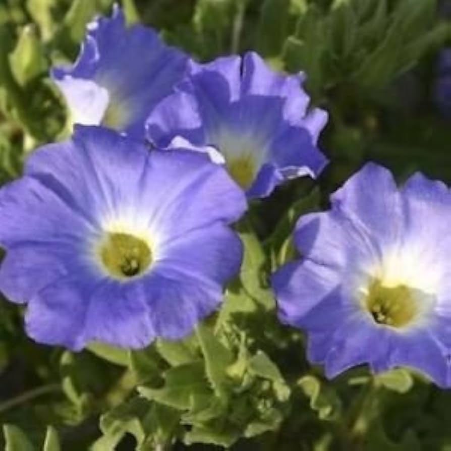 Chilean bellflower Nolana paradoxa white flower seeds for planting in garden beds or ornamental containers
