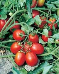 Giant Monster Tomato Vegetable Seeds for Planting – Red Variety 100 pcs