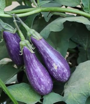 Blue Eggplant Seeds for Planting - 100 pcs
