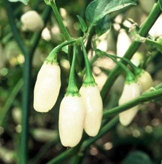 White Habanero Vegetable Seeds for Planting, heirloom & Non-GMO Seeds