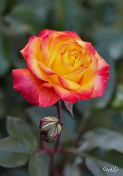 Orange Yellow Rose Plant Seeds for Planting Non-GMO Heirloom Garden Seeds for Growing