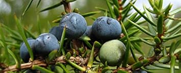 Black Juniper Berries Fruit Seeds - 5pcs, Start Your Own Juniper Tree 100 pcs