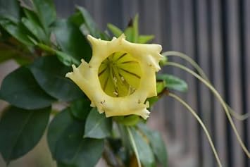Heirloom Non-GMO Solandra Grandiflora Flower Seeds for Tropical Garden Landscapes and Bold Bloom Displays
