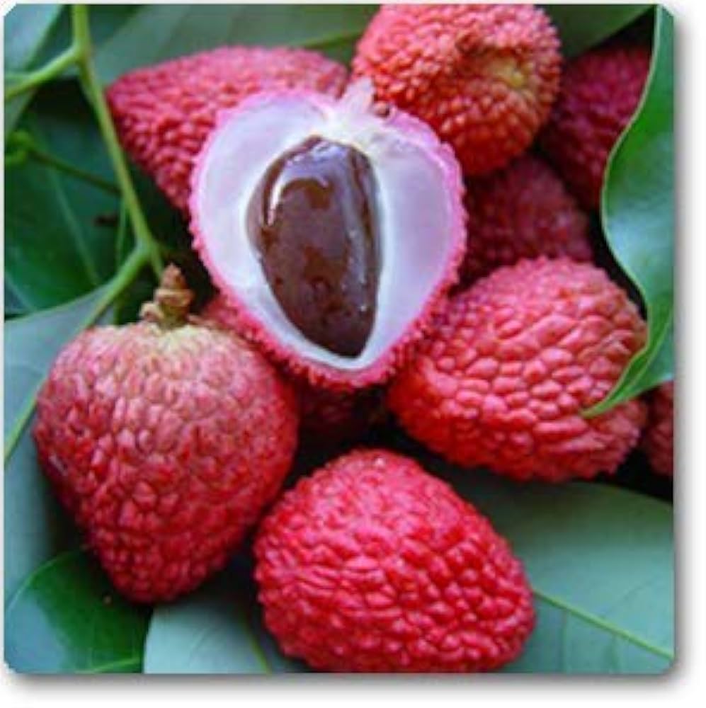 Litchi Seeds