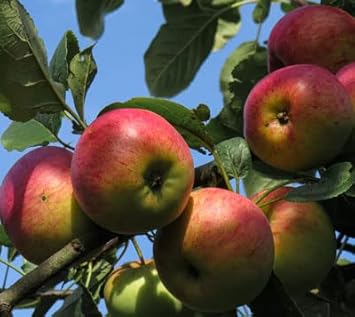 Pink and Yellow Apple Fruit Seeds for Planting - Rare Color Varieties for Stunning Apples