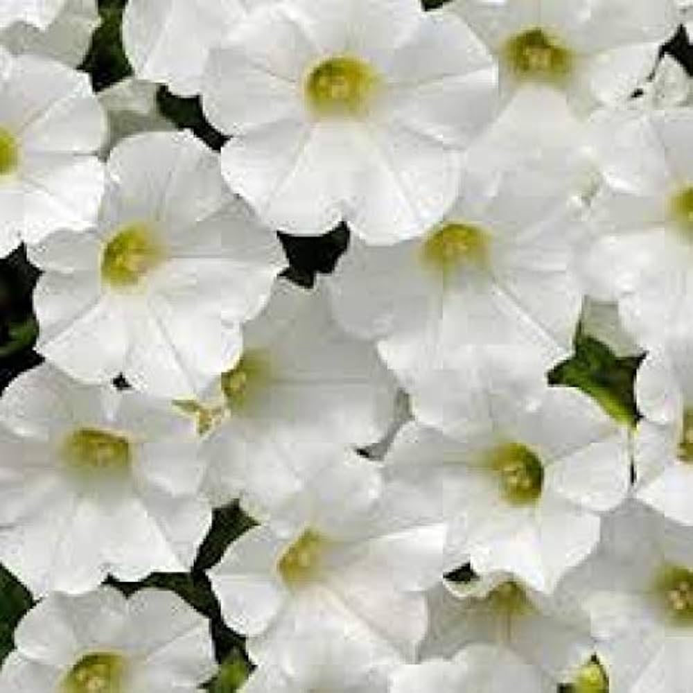 Petunia flower Petunia hybrida hybrid seeds for planting in bonsai pots or large outdoor containers