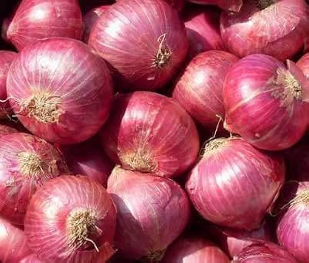 Onion Allium cepa Vegetable Seeds for Planting Ruby Red Variety in Kitchen Garden
