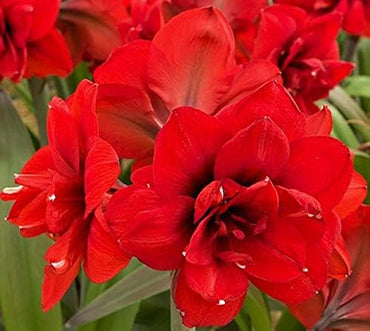 Amarantia Amaryllis Seeds