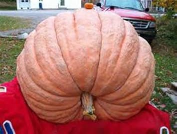 Giant Pumpkin Cucurbita maxima for planting in large garden
