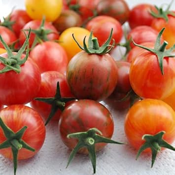 Mixed Red Tomato Solanum lycopersicum for planting in home garden