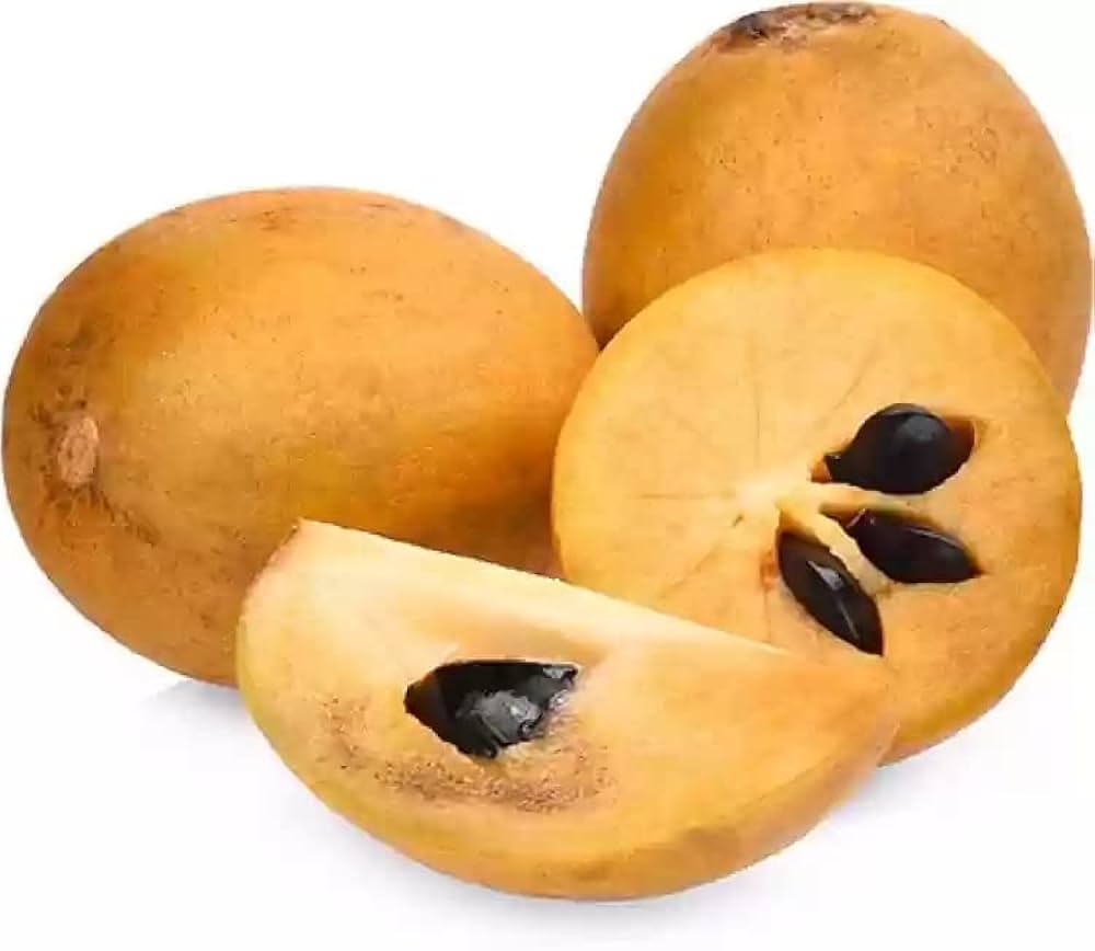 Chikoo Seeds