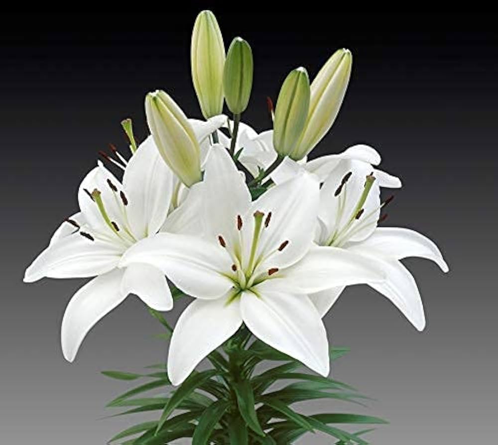 Eyeliner Asiatic Lily White Bulbs