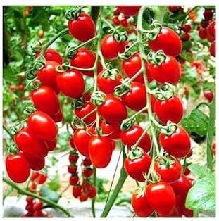 Red Heirloom Tomato Solanum lycopersicum for planting in home garden