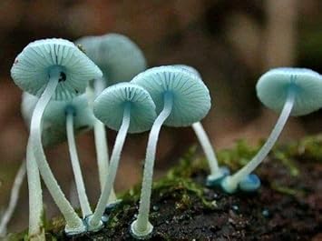 Mushroom Seeds for Planting, Sky Blue, heirloom & Non-GMO Seeds