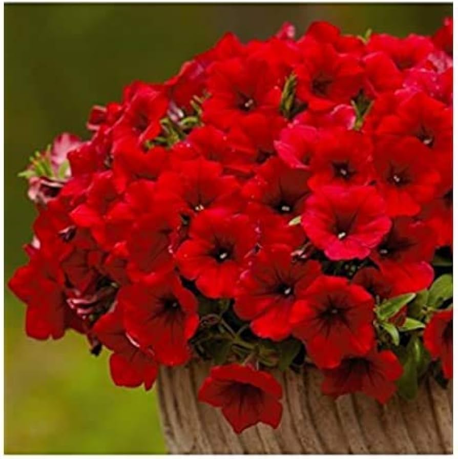 Petunia flower Petunia hybrida seeds for planting in balcony pots or vertical garden containers